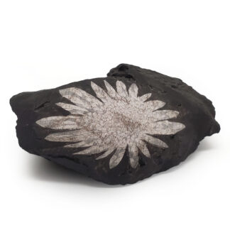 Chrysanthemum Stone photographed against a white background