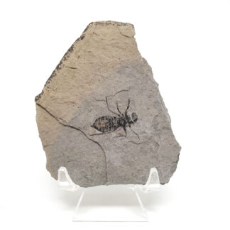 Dragonfly Larvae Fossil on a clear display stand against a white background
