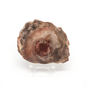 Petrified Wood Round displayed on a clear stand photographed against a white background