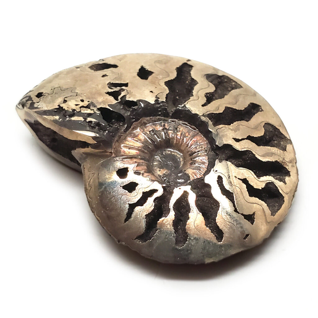 Pyritized Ammonite Fossil - The Fossil Cartel