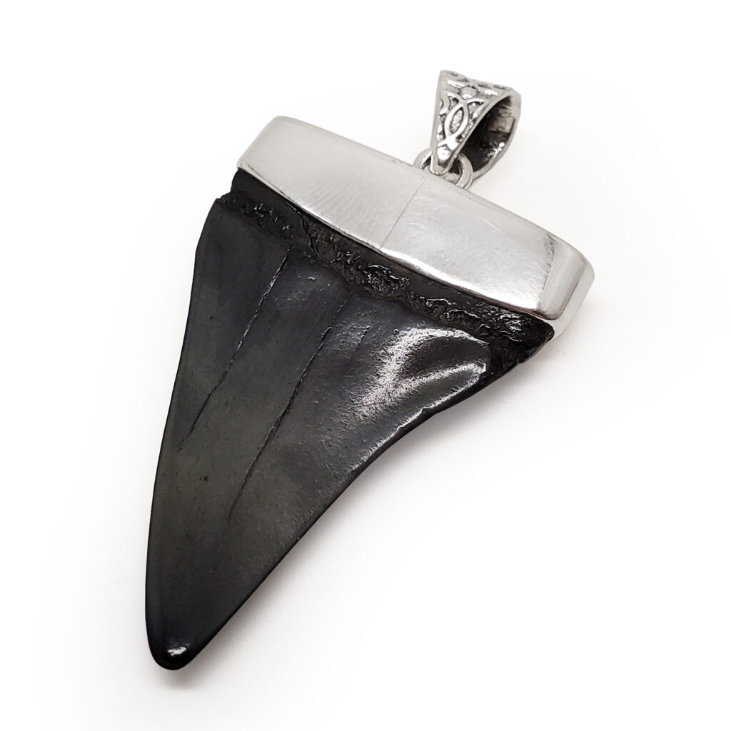Megalodon Fossil Shark Tooth Sterling Silver Pendant - The Fossil Cartel