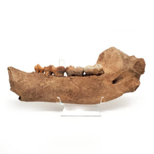 Cave Bear Jaw with Teeth