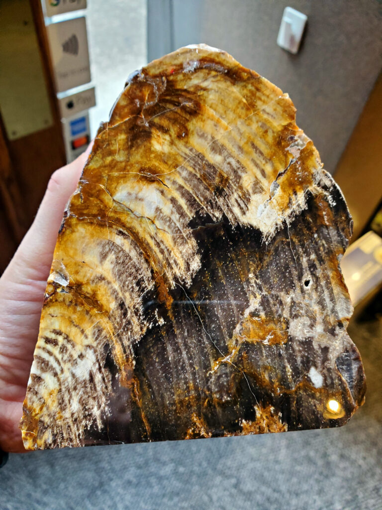 Petrified Wood StandUp from Oregon The Fossil Cartel