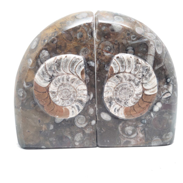 Ammonite Fossil Bookends