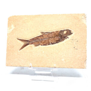 Fish Fossil, Knightia