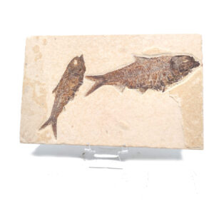 Fish Fossil, Knightia