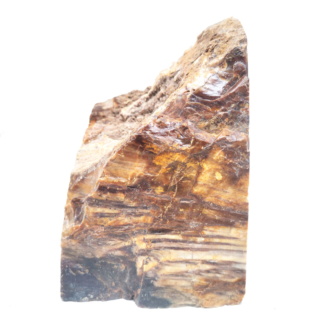 Petrified Wood StandUp from Oregon The Fossil Cartel