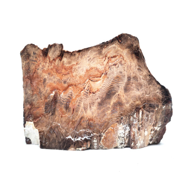 Petrified Wood Stand-Up from Oregon