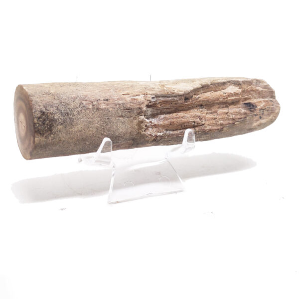 Petrified Wood Limb from Oregon