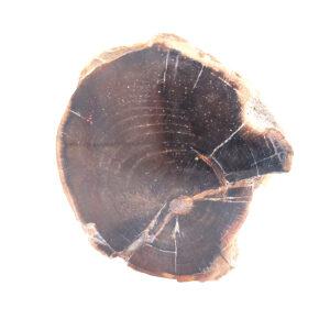 Petrified Wood Limb from Oregon