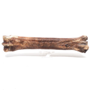 Prehistoric Horse Bone