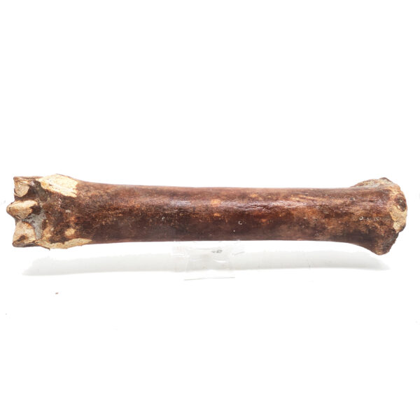 Prehistoric Horse Bone