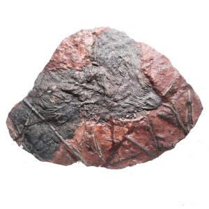 Crinoid Fossil Plaque