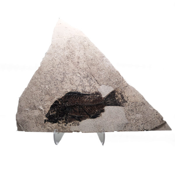 Fish Fossil, Priscacara