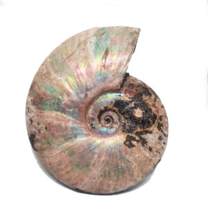 Ammonite Fossil, Iridescent XL