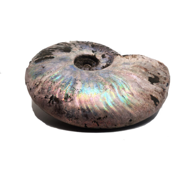 Ammonite Fossil, Iridescent XL