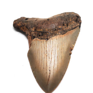 Megalodon Fossil Shark Tooth