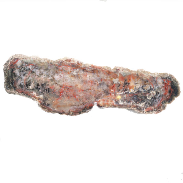 Dinosaur Coprolite Fossil Slab