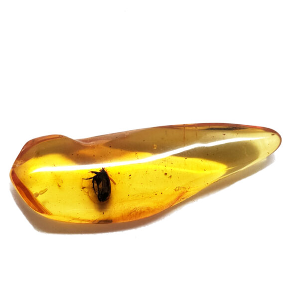 Amber with Insect