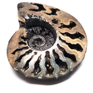 Pyritized Ammonite Fossil
