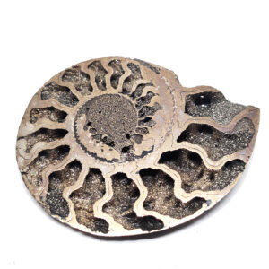 Pyritized Ammonite Fossil