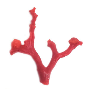 Red Coral Branch