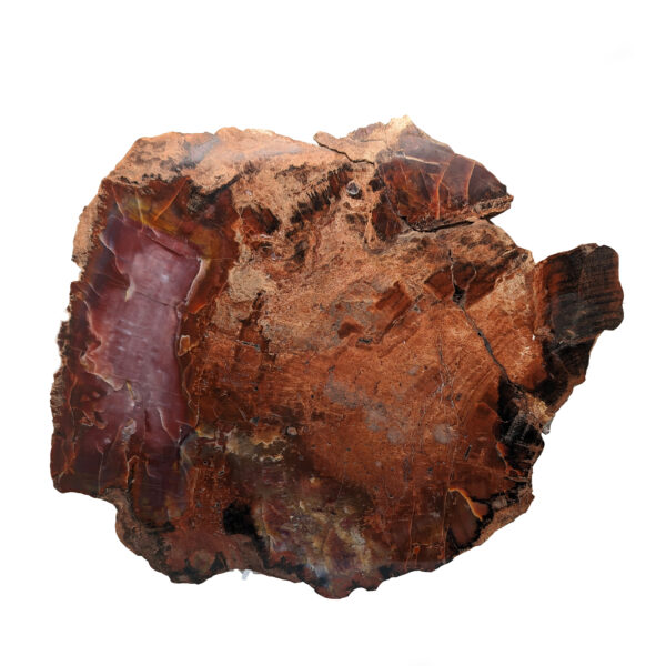 Petrified Wood Slab from Arizona