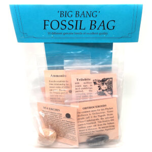 Fossil Bag: 11 assorted small fossils