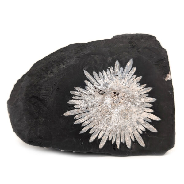 Chrysanthemum Stone