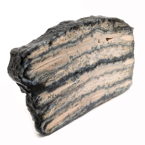Fossil Mammoth Tooth Cross-Section - Image 2