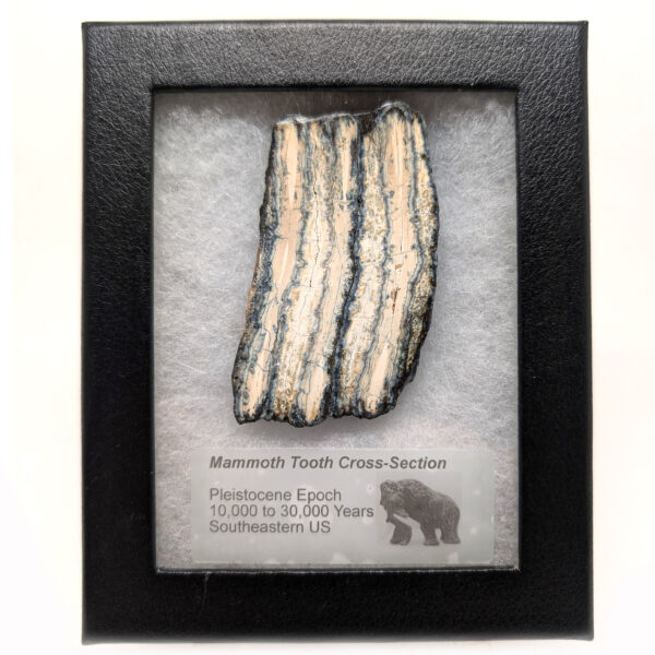 Fossil Mammoth Tooth Cross-Section - Image 3