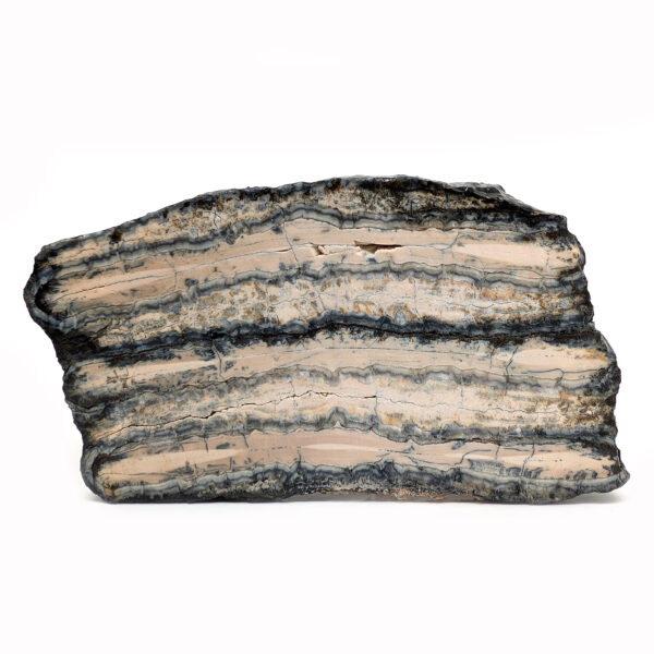 Fossil Mammoth Tooth Cross-Section