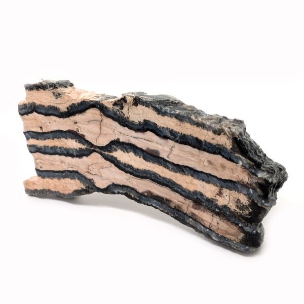 Fossil Mammoth Tooth Cross-Section - Image 2