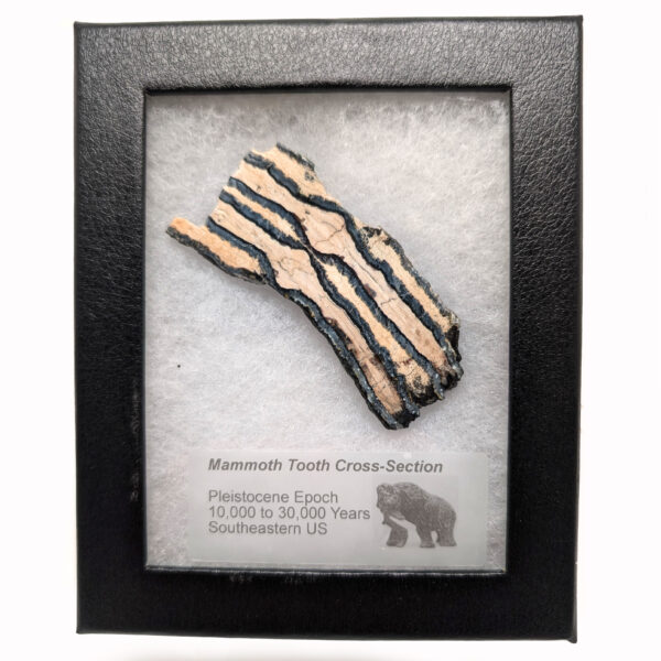 Fossil Mammoth Tooth Cross-Section - Image 3