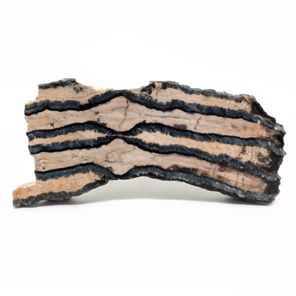 Fossil Mammoth Tooth Cross-Section