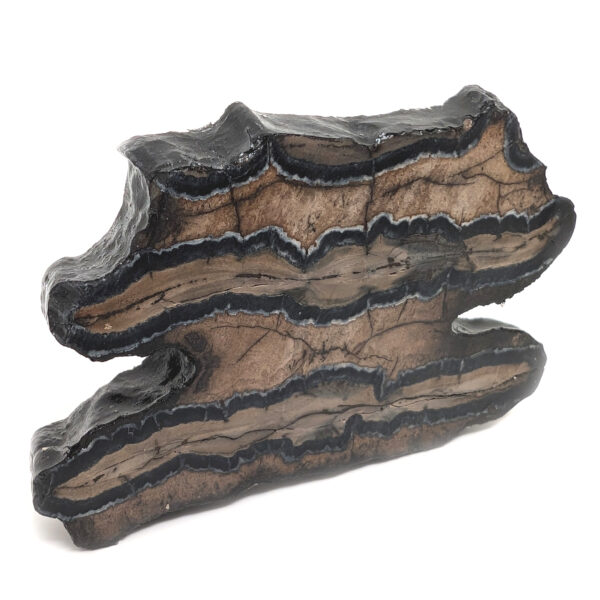 Fossil Mammoth Tooth Cross-Section - Image 2