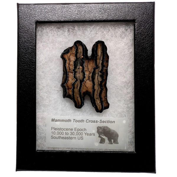 Fossil Mammoth Tooth Cross-Section - Image 3