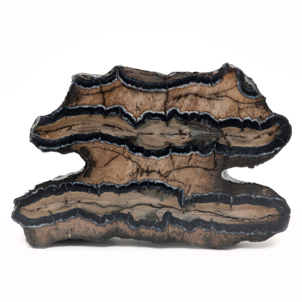 Fossil Mammoth Tooth Cross-Section
