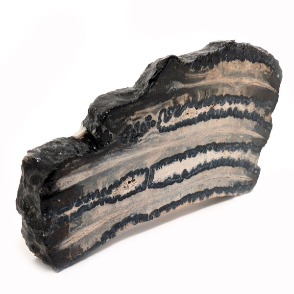 Fossil Mammoth Tooth Cross-Section - Image 2