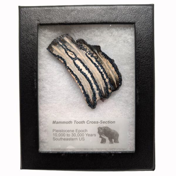 Fossil Mammoth Tooth Cross-Section - Image 3