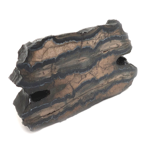 Fossil Mammoth Tooth Cross-Section - Image 2