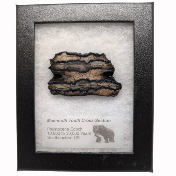 Fossil Mammoth Tooth Cross-Section - Image 3