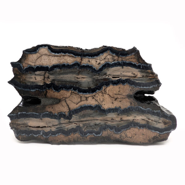 Fossil Mammoth Tooth Cross-Section