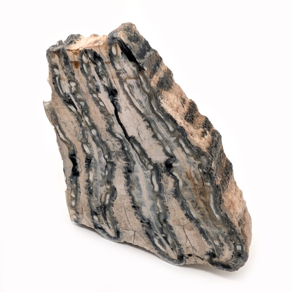 Fossil Mammoth Tooth Cross-Section - Image 2