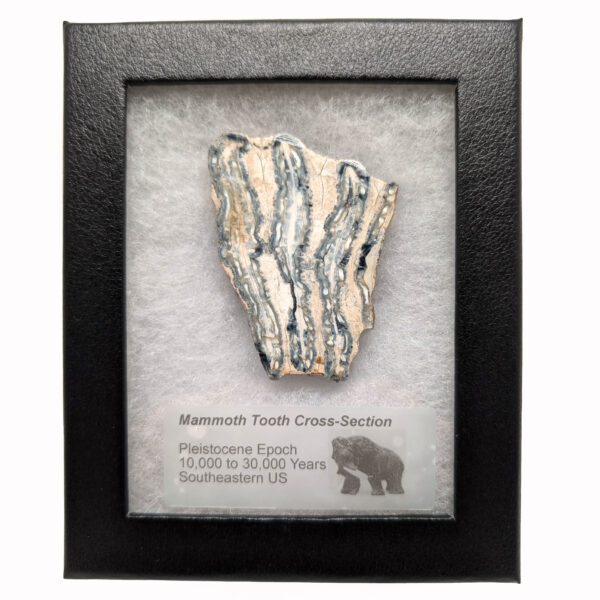 Fossil Mammoth Tooth Cross-Section - Image 3