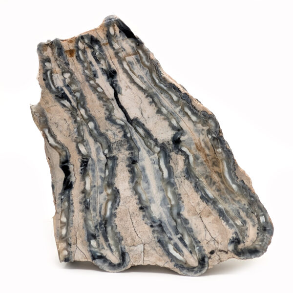 Fossil Mammoth Tooth Cross-Section