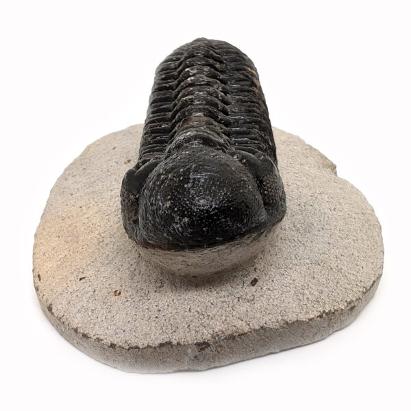 Trilobite Fossil, Phacops rana - Image 3