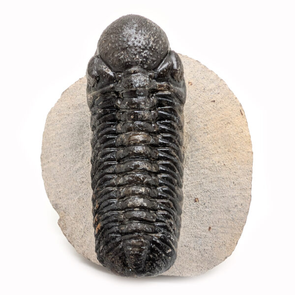 Trilobite Fossil, Phacops rana - Image 2