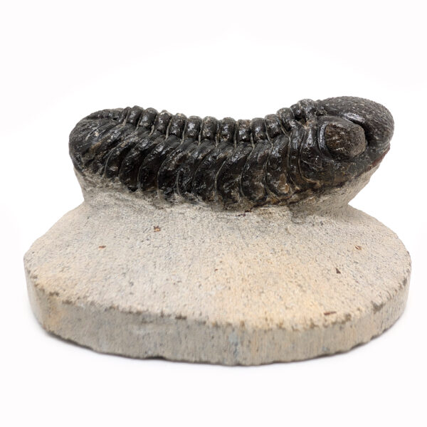 Trilobite Fossil, Phacops rana