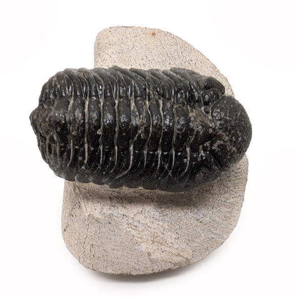 Trilobite Fossil, Phacops rana - Image 2